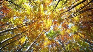 视图枫木树秋天锅拍摄美丽的色彩斑斓的秋天树上衣叶子摇摆风森林公园